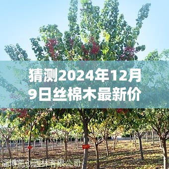 揭秘,2024年丝棉木行情预测——深度解析丝棉木最新价格动态与行情展望(针对12公分丝棉木)
