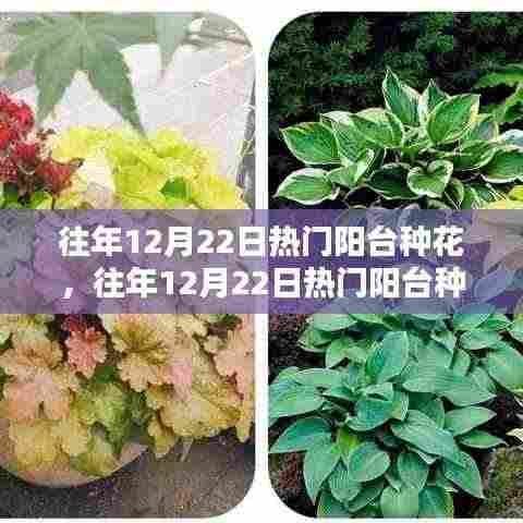 往年12月22日阳台种花热潮，全面评测、特性体验、用户群体深度剖析与对比分析