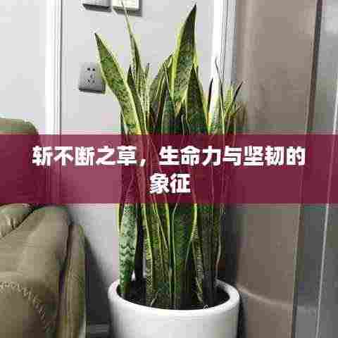 斩不断之草，生命力与坚韧的象征