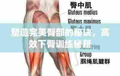 塑造完美臀部的秘诀,高效下臀训练秘籍