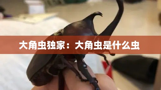 大角虫独家:大角虫是什么虫