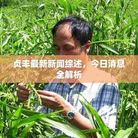 贞丰最新新闻综述,今日消息全解析