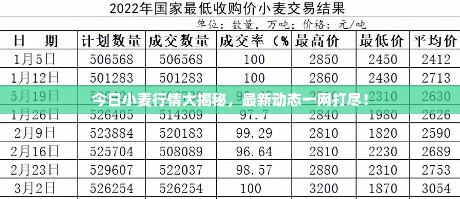 今日小麦行情大揭秘,最新动态一网打尽!