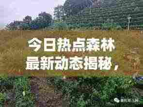 今日热点森林最新动态揭秘,探索自然奥秘的实时报道视频!