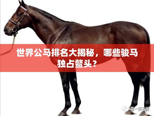 世界公马排名大揭秘，哪些骏马独占鳌头？