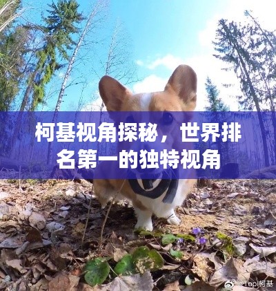 柯基视角探秘，世界排名第一的独特视角