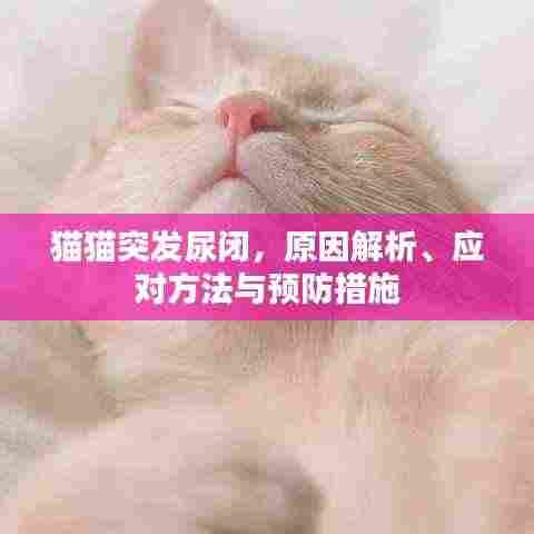 猫猫突发尿闭,原因解析、应对方法与预防措施